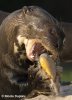 Giant Otter eating a fish
